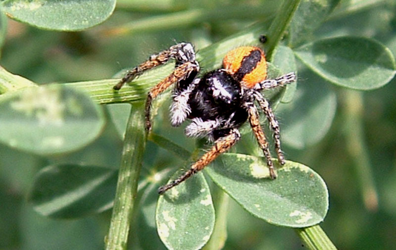 Salticus sanguinolentus (Philaeus chrysops?)